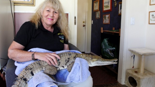 Texte – Vicki Lowing vit avec trois… crocodiles !